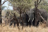 The Surprising Role of Elephants Against Climate Change