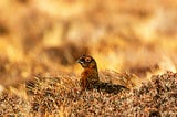 No more-land in the moorlands. Grouse hunting in the UK and it’s carbon footprint.