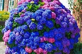 30pcs-blue-pink-purple-hydrangea-beautiful-and-hardy-perennial-flowers-for-your-garden-1