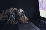 Puppy on laptop