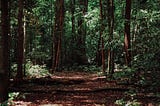 Writing nature poetry in a forest in New Zealand