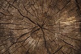 A close-up of a tree trunk showing its years of growth.