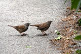 Nesting Stories