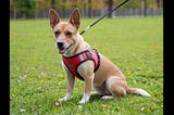 Dog-Body-Harness-1