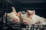 2 piglets cuddling in a dog crate.
