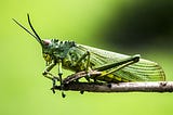 How Insect Brains Inspire Machine Learning and Computation