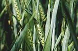 Understanding Plant-Pathogen Interactions: Insights into Defense Strategies
