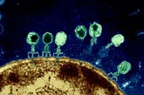 ‘Phage’-ing war on bacteria [originally published 16th December 2019]