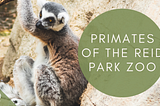 Spotlight: Reid Park Zoo Primates