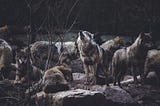 The Reintroduction of Yellowstone Wolves Through Clear Communication