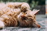 Scraping Data from Pet Marketplace using Python BeautifulSoup4 + Rotate Proxy + Backoff Decorator