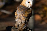 The Day an Owl Mistook Me for Its Long-Lost Cousin