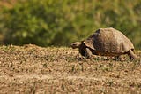 This Is Why You Should Use Tortoise-ORM in Your Python Projects