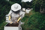 The Creative Buzz: How My Beekeeping Fuels My Writing