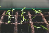 Growing Plants for Space Travel