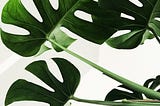 Why Your Monstera is Dying