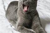 Are Cats Introverts?
