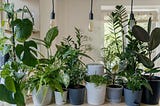 Several different types of houseplants all lined up in a row on the table.