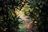 CITRUS CANDLE