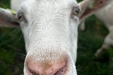 Stan, a white goat from The Goat Squad staring into a camera.