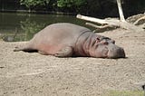 Hippopotomus laid out on dirt beside a river