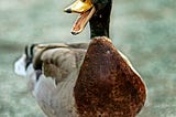 One Damaged Duck