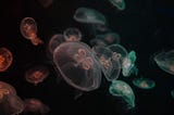 Jellyfish Falls in Love with Dental Dam Floating in Great Pacific Garbage Patch