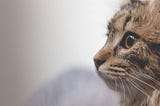 3 Ways to OUTMEOW Your Cat’s Deadly MEOWS!