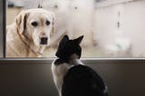 Are Dogs and Cats Technically Related?