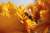 Защо трябва да спасим пчелите?