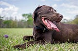 When Pets Choose Us