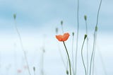 Softening The Thinking-Mind