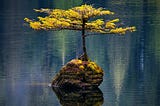 A natural bonsai tree anchored by a rock in the middle of a blue lake.