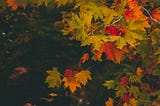 Fall