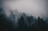 A coniferous forest looms out of the fog.