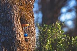 An hourglass filled with blue sand is nestled in the knot of a tree.