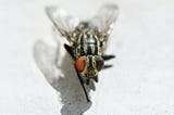 haiku: flesh flies