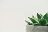 An aloe vera plant sits in a gray pflower pot.