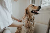 8 Best Flea and Tick Shampoos for Dogs