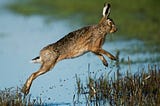 Hare leaping over water