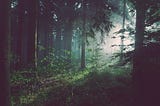 The magic of the forest