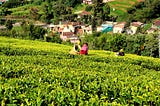 Problems facing Tea production in Kenya