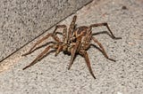 Can Tarantulas Eat Wolf Spiders?
