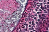 A Deep Dive into the Symphony of Endocrine Physiology