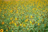 A field of thousands of sunflowers representing being a cultivator of ideas