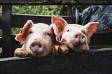 why factory farming should stop