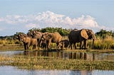 Review Top 5 Zambezi National Park Tickets and Passes Recommended