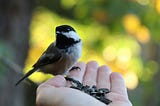 A chickadee sits perched on an outstretched human hand filled with pumpkin seeds.