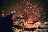 The most beautiful things often come from the most broken places.