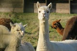 5 open sourced models that you can try now